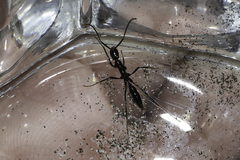 Leptogenys attenuata