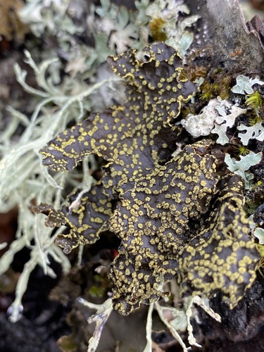 Pseudocyphellaria citrina