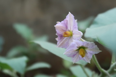 Solanum melongena