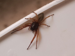 Trachelas volutus