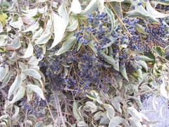 Ligustrum lucidum