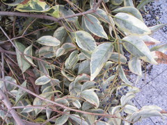 Ligustrum lucidum