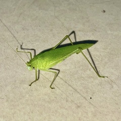 Phaneropterinae