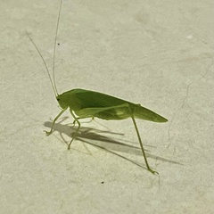 Phaneropterinae