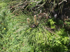Pinus nigra pallasiana