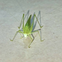 Phaneropterinae