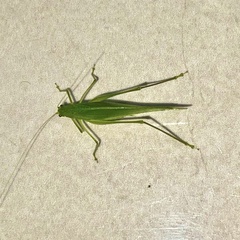 Phaneropterinae