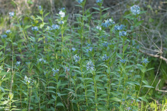 Amsonia repens