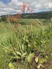Aloe lettyae