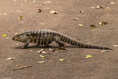 Salvator merianae