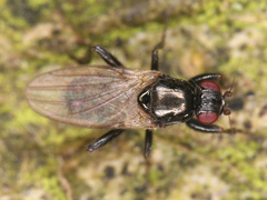 Diptera