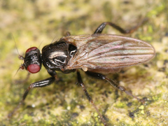 Diptera