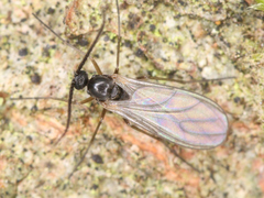 Diptera