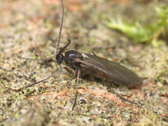Diptera