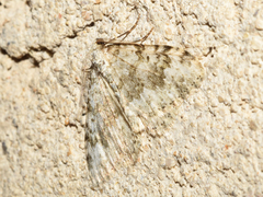 Coenotephria ablutaria