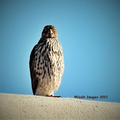 Accipiter cooperii