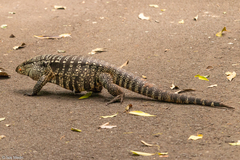 Salvator merianae
