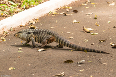 Salvator merianae