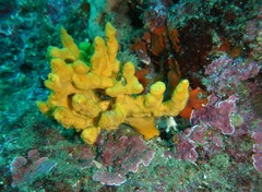 Axinella verrucosa