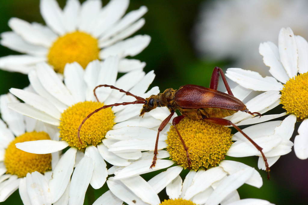 Akimerus schaefferi