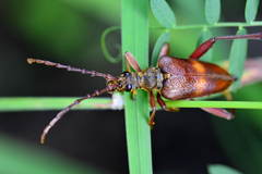 Akimerus schaefferi
