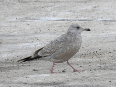 Larus argentatus