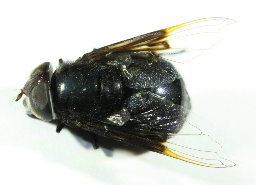 Copestylum mexicanum