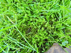 Rhytidiadelphus squarrosus