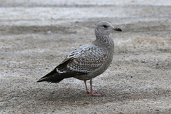 Larus argentatus