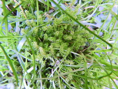 Rhytidiadelphus squarrosus
