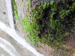 Tortula muralis