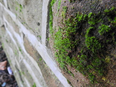 Tortula muralis