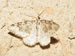 Coenotephria ablutaria