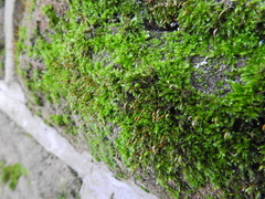 Ptychostomum capillare