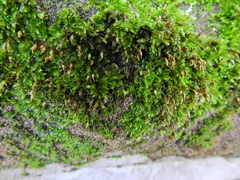 Ptychostomum capillare