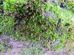 Ptychostomum capillare