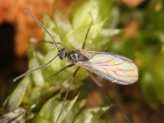 Diptera