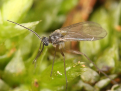 Diptera