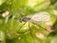 Diptera