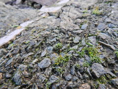 Tortula muralis muralis