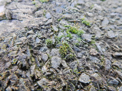 Tortula muralis muralis