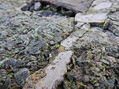 Tortula muralis muralis