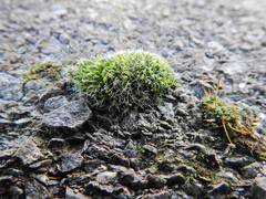 Grimmia pulvinata