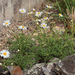Argyranthemum frutescens frutescens - Photo (c) Stefan Neuwirth, some rights reserved (CC BY-NC), uploaded by Stefan Neuwirth