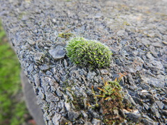 Grimmia pulvinata