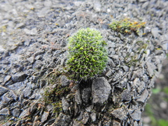 Grimmia pulvinata