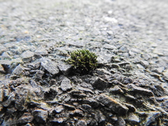 Schistidium