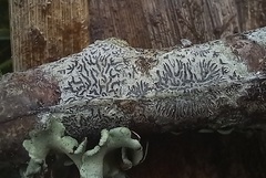 Phaeographis dendritica