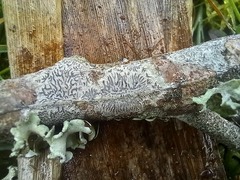 Phaeographis dendritica