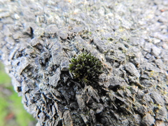 Schistidium